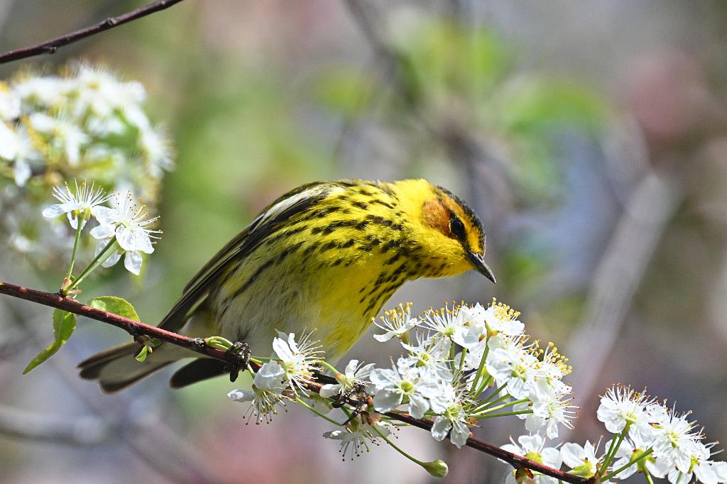 Warbler, Cape May, 2025-05037288 Parker River NWR, MA.JPG - Cape May Wabler. Parker River National Wildlife Refuge, MA, 5-3-2025